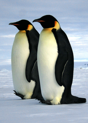 ニュージーランドの海岸に南極からの来訪者 動物園に入院中のペンギンの今後は 雑多な世界のニュースに好奇心